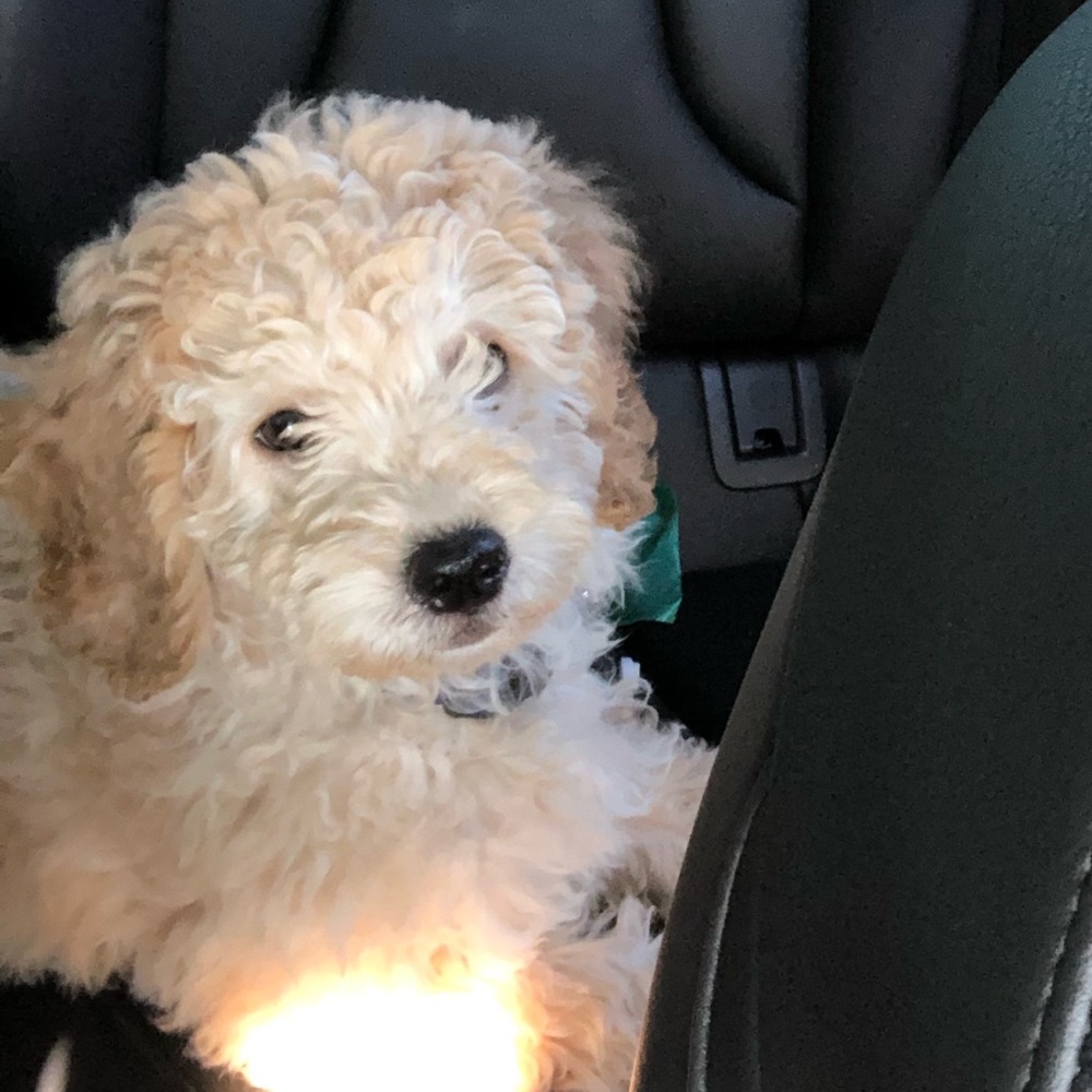 Meet your Posher, Britney
